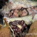 crab_hermit_3fw_lc_h_0389_cay0511.jpg
